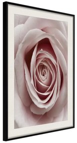 Poster  Rosebud  Cornice Quadri Cornice nera con pass-partout, Larghezza x Altezza Home decor 20x30