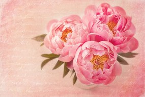 Carta da parati – Peonia delicata
