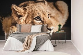 Carta da parati – Cucciolo di leone