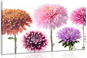 Stampa su tela – Fiori di dalia in design multicolore