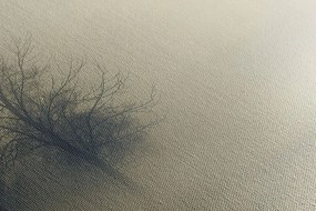 Stampa su tela – Alberi nella nebbia
