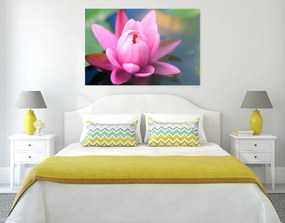 Quadro su tela – Splendido fiore rosa sul lago