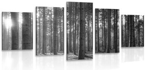 Quadri 5 pezzi – Mattina nella foresta in bianco e nero