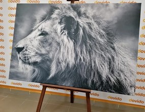 Quadro su tela – Leone africano in bianco e nero