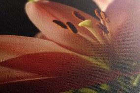 Quadro su tela – Splendido giglio rosa su sfondo nero