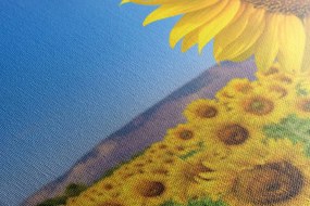Quadro su tela – Campo di girasoli