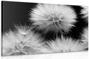 Quadro su tela – Dente di leone in bianco e nero