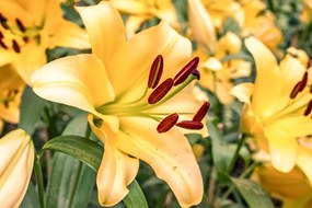 Stampa su tela – Giglio giallo