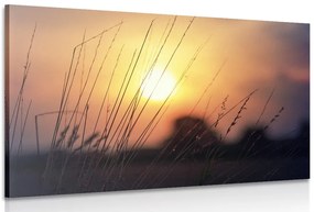 Stampa su tela – Alba sul prato