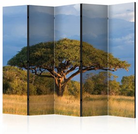 Paravento separè African acacia tree, Hwange National Park, Zimbabwe II [Room Dividers]
