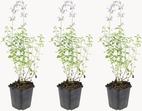 Set di 3 piante vere Catmint Nepeta faassenii Walkers Low
