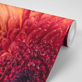 Carta da parati – Gerbera con gocce d'acqua