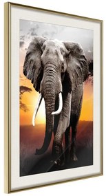 Poster  Majestic Elephant  Cornice Quadri Cornice d'oro con passe-partout, Larghezza x Altezza Home decor 30x45