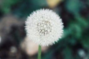 Stampa su tela – Soffione bianco soffice