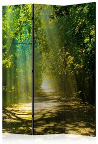 Paravento  Road in Sunlight [Room Dividers]  Colore Marrone, Dimensioni e Misure 135x172