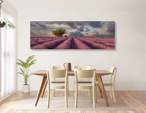 Stampa su tela – Terra dei campi di lavanda