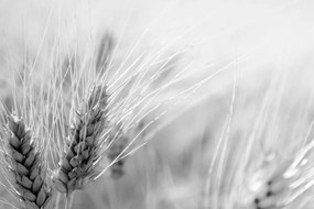 Stampa su tela – Campo di grano in bianco e nero