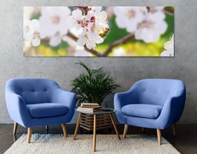 Stampa su tela – Fiori dell'albero in primavera