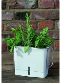 Cole&Mason - Contenitore per conservare le erbe aromatiche appena tagliate