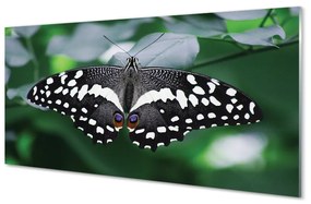 Pannello paraschizzi cucina Foglie di farfalla colorate 100x50 cm