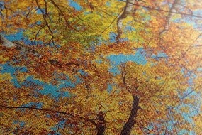 Quadro su tela – Corone autunnali degli alberi