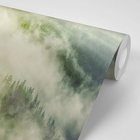 Carta da parati – Bosco nebbioso