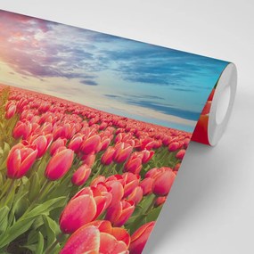 Carta da parati – Alba su prato con tulipani