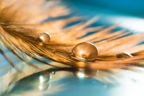 Carta da parati – Goccia d'acqua sulla piuma