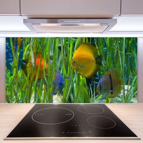 Pannello cucina paraschizzi Pesce, alghe, natura 100x50 cm