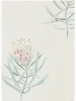 Tapete Protea Flower von Sanderson - Porcelain/ Blush