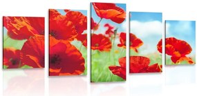 Quadri 5 pezzi – Fiori di papavero nel prato