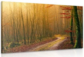 Stampa su tela – Sentiero nella foresta