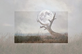 Carta da parati – Luna tra le braccia dell'albero