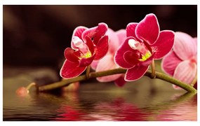 Fotomurale Fiori d'orchidea riflessi nell'acqua