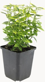 Set di 6 piante vere Fortune's Spindle Euonymus fortunei Emerald n Gaiety
