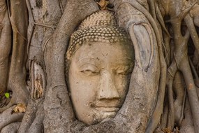 Stampa su tela – Ficus sacro di Buddha