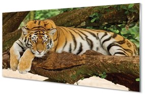Quadro vetro Albero della tigre 100x50 cm