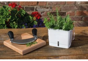 Cole&Mason - Contenitore per conservare le erbe aromatiche appena tagliate