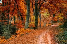 Stampa su tela – Foresta in autunno