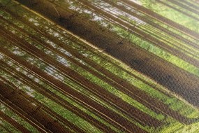 Stampa su tela – Mattina nella foresta