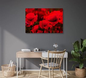 Quadro su tela – Campo di papaveri selvatici