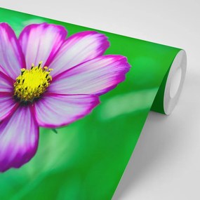 Carta da parati autoadesiva – Fiore da giardino di cosmea