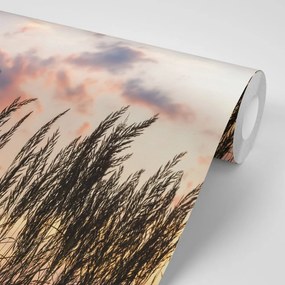 Carta da parati – Erba al tramonto