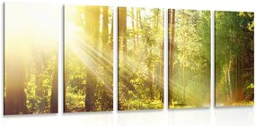 Quadri 5 pezzi – Raggi di sole nella foresta