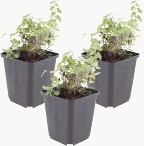 Set di 3 piante vere Catmint Nepeta Faassenii