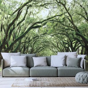 Fotomurale – Alberi in abbraccio