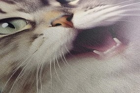Stampa su tela – Gatto con cuffie