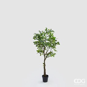 EDG - Enzo De Gasperi Pianta Ficus Benjamin H138Cm