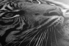 Stampa su tela – Tigre del Bengala in bianco e nero