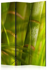 Paravento design Bamboo - nature zen [Room Dividers]